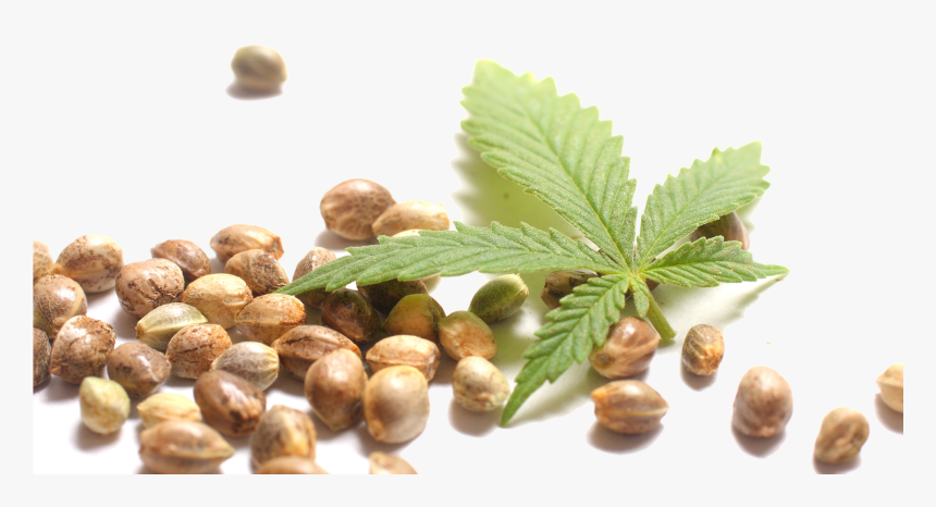 Transparent Hemp Png - Hemp Seed And Leaf, Png Download, Free Download