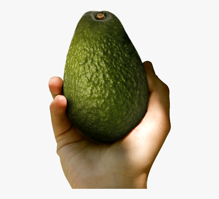 Avocado, HD Png Download, Free Download