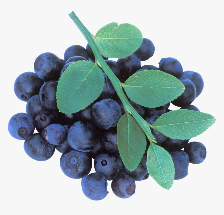 Maqui Png, Transparent Png, Free Download