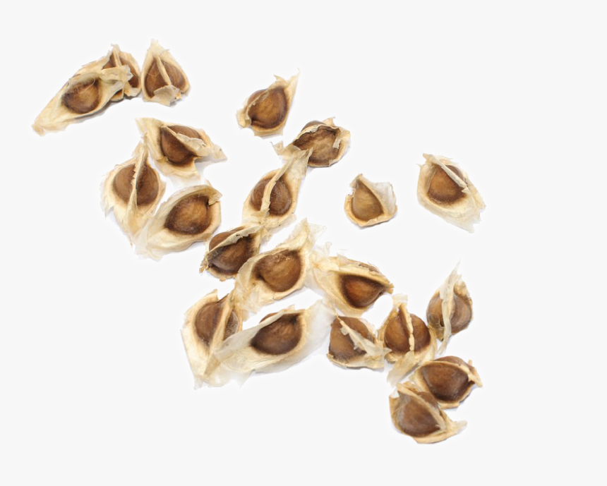 Moringa Seed Png, Transparent Png, Free Download