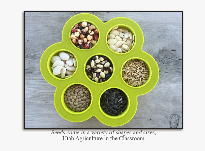 Seeds Used For Agriculture, HD Png Download, Free Download
