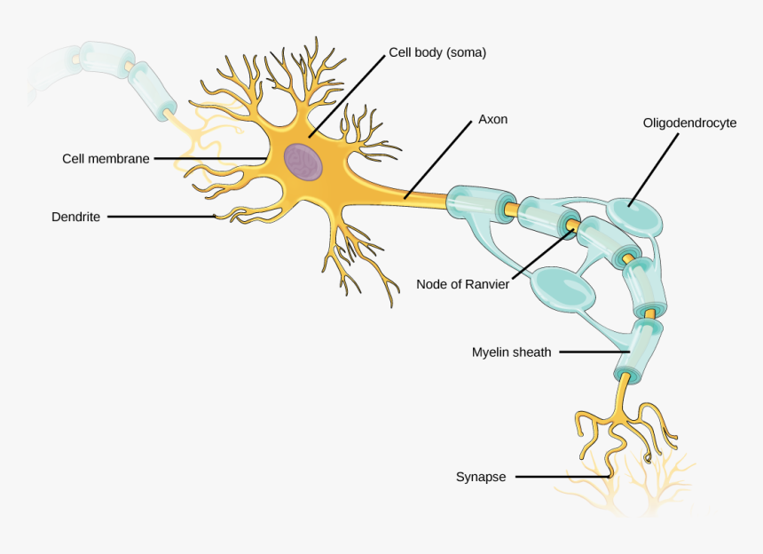 Illustration Shows A Neuron - Structure Of A Neuron, HD Png Download, Free Download