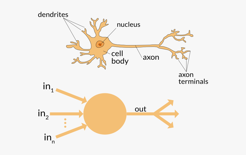 Neural Network Vs Brain, HD Png Download, Free Download