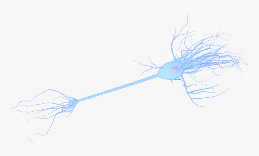 Transparent Neuron Clipart - Transparent Neurons Png, Png Download, Free Download