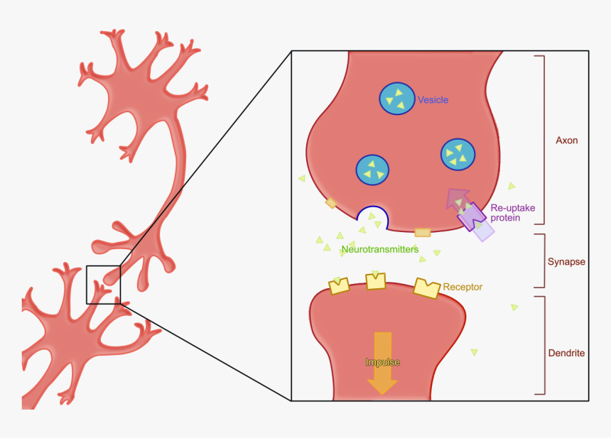 Reuptake Both - Lock And Key Neurotransmitter, HD Png Download, Free Download