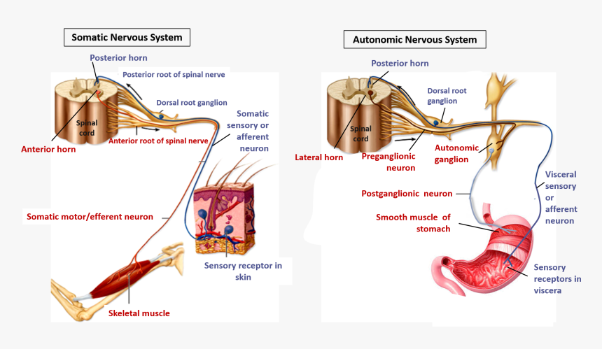 Transparent Nervous System Png - Ganglionic Autonomic Motor Neuron, Png Download, Free Download