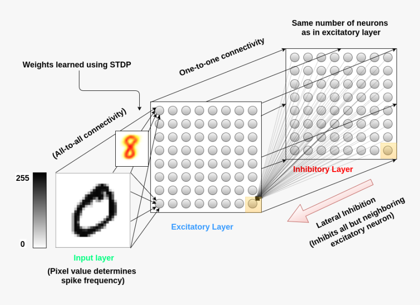 Spiking Neural Network Architecture - Spiking Neural Network Input, HD Png Download, Free Download