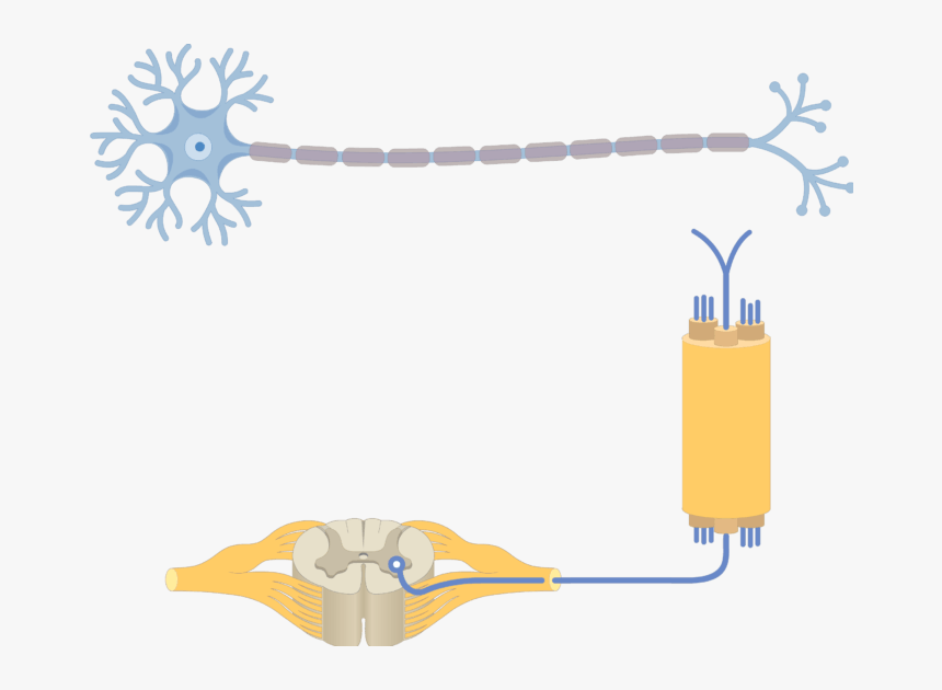 Am Image Showing The Basic Structure Of The Multipolar - Blank Neuron Structure, HD Png Download, Free Download