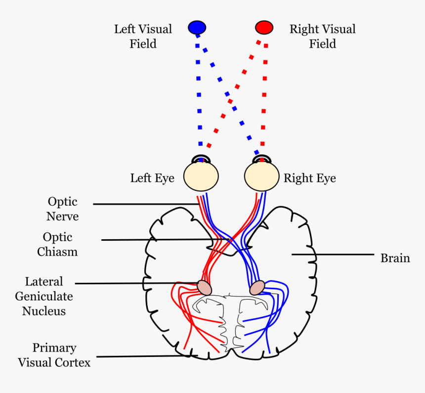 Left And Right Visual Cortex, HD Png Download, Free Download