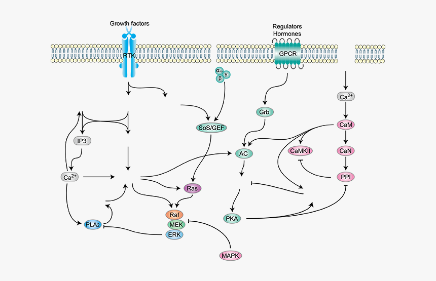 Diagram, HD Png Download, Free Download