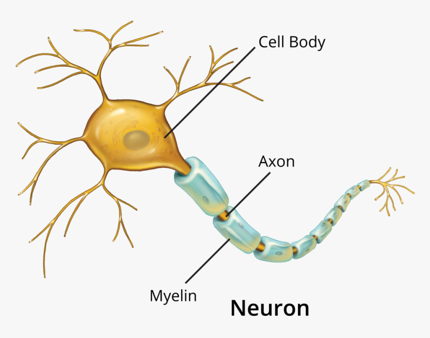 Transparent Neuron Png - Illustration, Png Download, Free Download