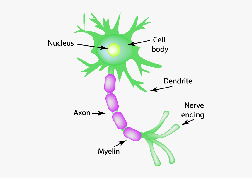 Motor Neuron Clipart, HD Png Download, Free Download