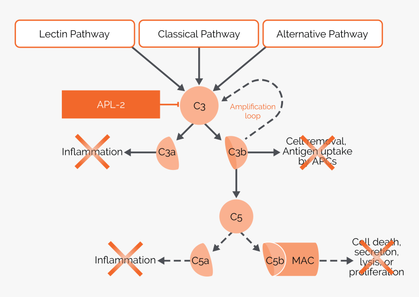 Complement System Pathway - Complement System, HD Png Download, Free Download