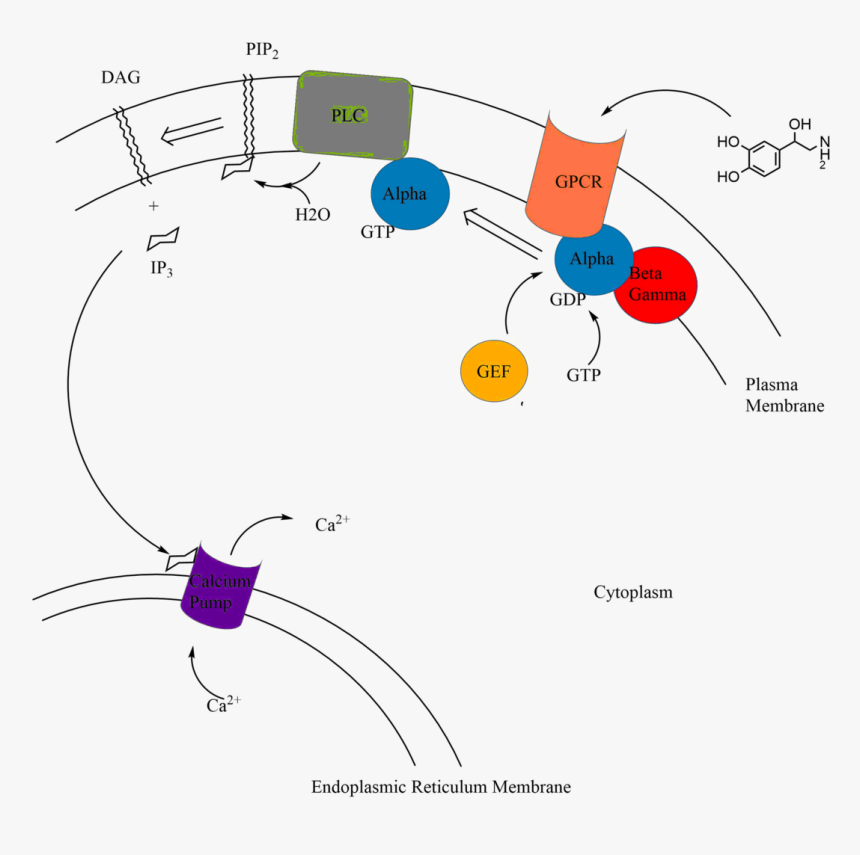 Secondary Messengers Biology, HD Png Download, Free Download