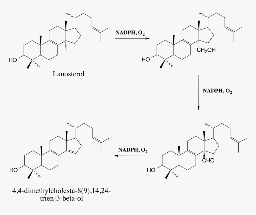 Lanosterol Demethylation Pathway - Lanosterol 14 Alpha Demethylase, HD Png Download, Free Download