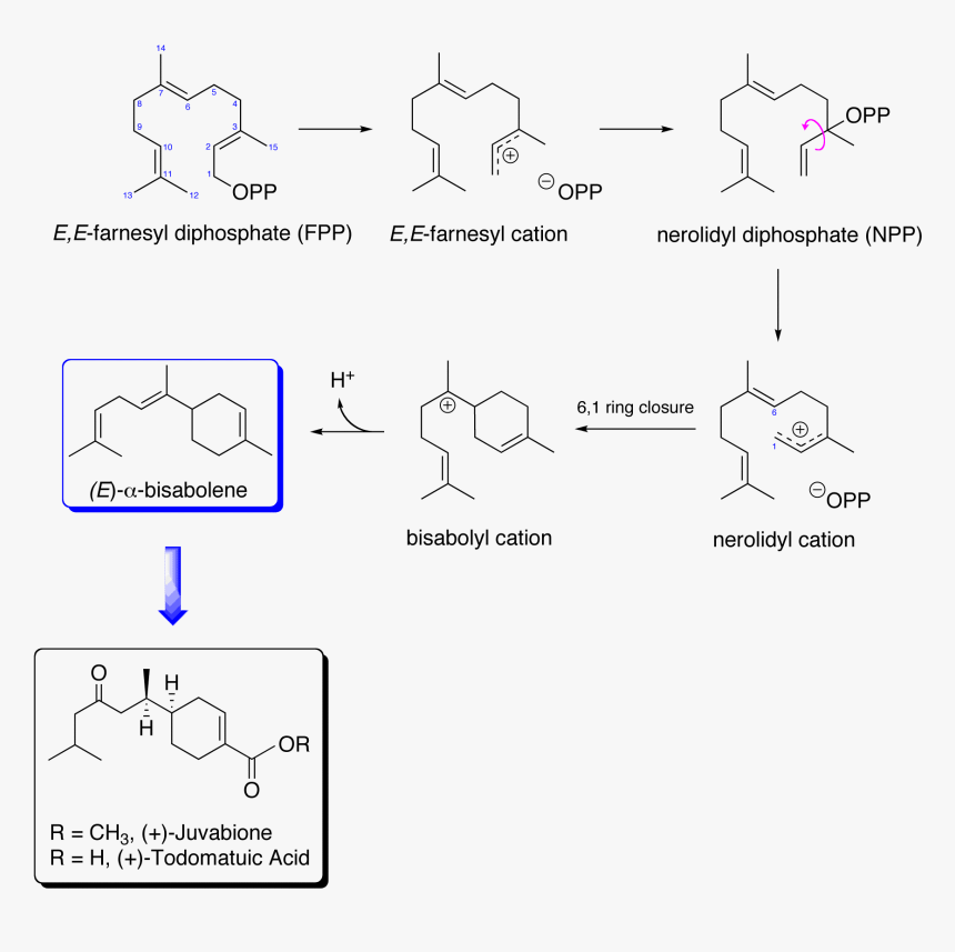 Juvabione Biosynthetic Pathway - Mevalonic Acid Pathway, HD Png Download, Free Download