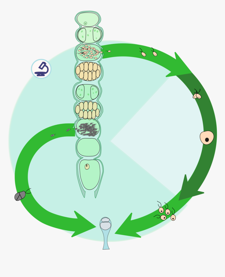 Ciclo De La Ulothrix, HD Png Download, Free Download