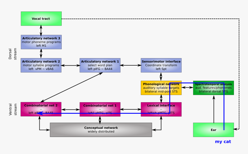 Hickok And Poeppel Dual Stream Model, HD Png Download, Free Download