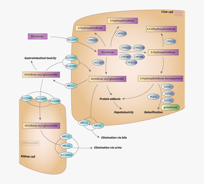 Diagram, HD Png Download, Free Download