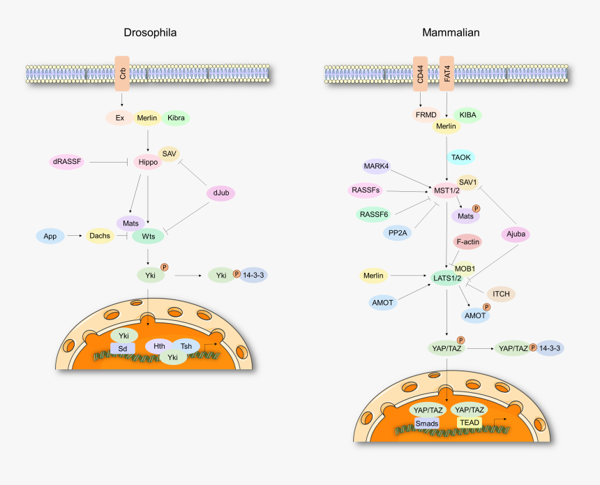 Hippo Signal Pathway - Signaling Pathway Mst1, HD Png Download, Free Download