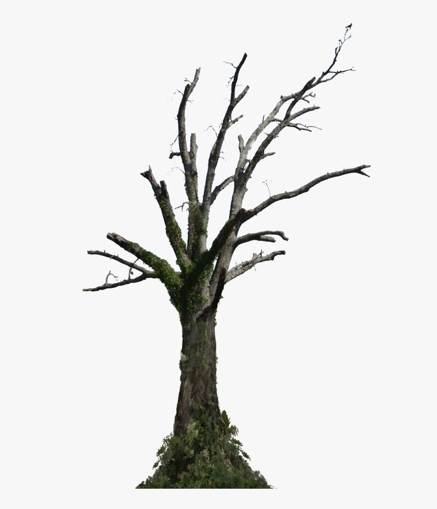 Transparent Trees Png - Dead Tree Png Hd, Png Download, Free Download