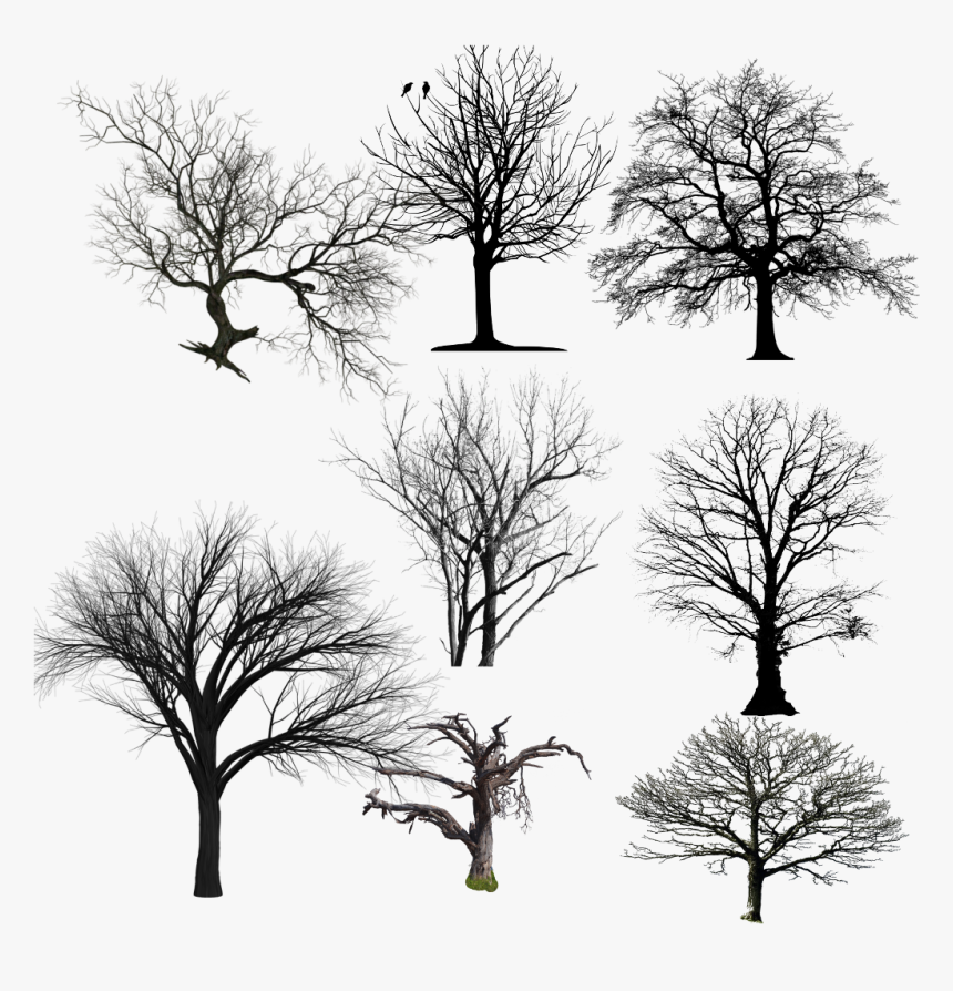 #dead #trees #freetoedit - Silhouette, HD Png Download, Free Download