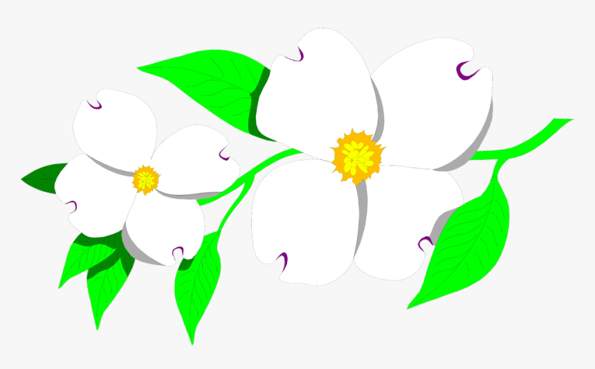 Free Stock Photos - White Transparent Background Dogwood Flower, HD Png Download, Free Download
