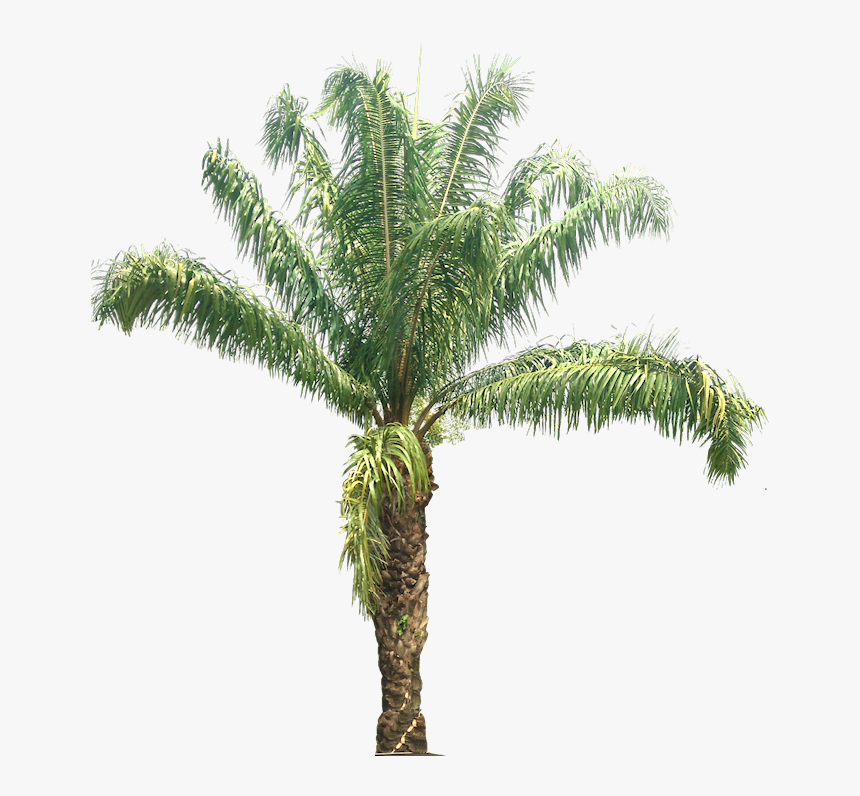 Fondo - - Oil Palm Tree Png, Transparent Png, Free Download