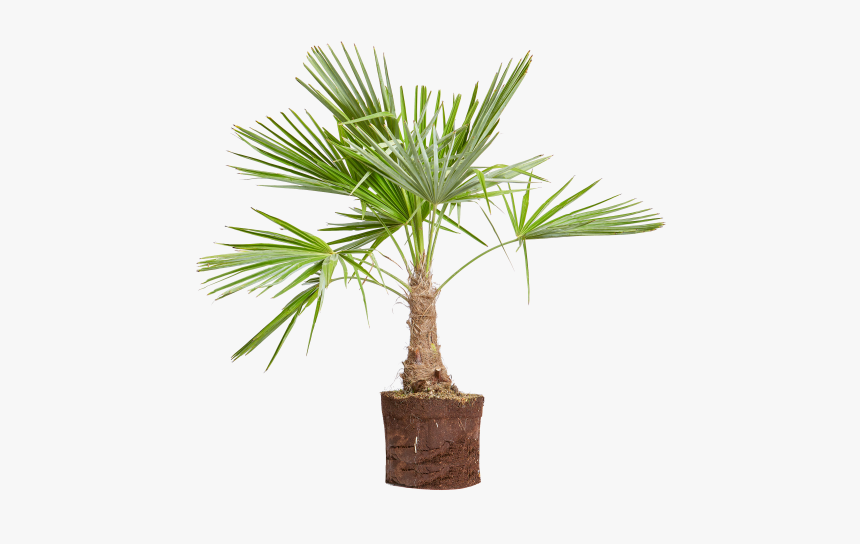 Palmera Excelsa - Macetero Palmera En Png, Transparent Png, Free Download