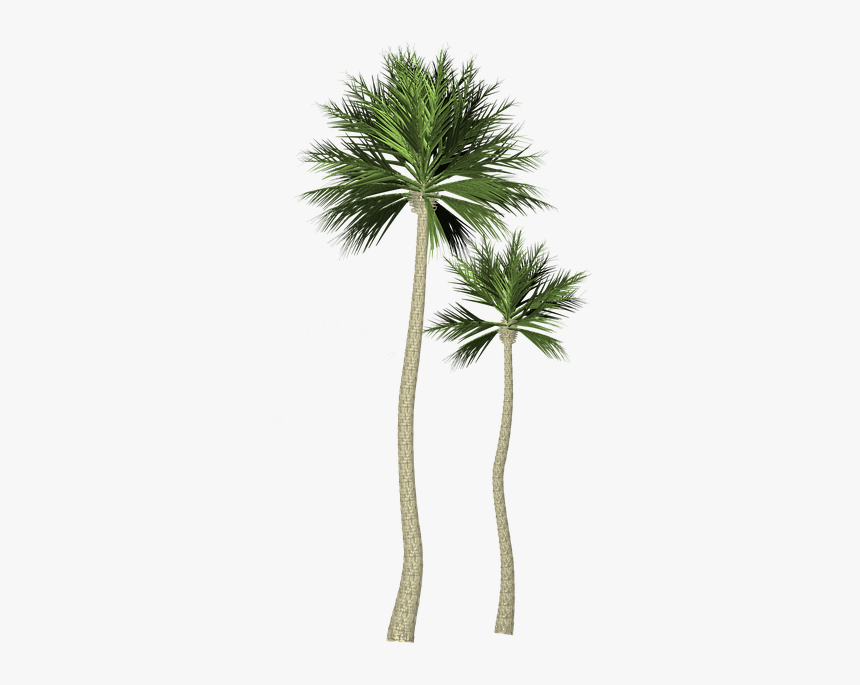 Árbol, Palma, Palmera - Palma Png, Transparent Png - kindpng Árbol, Palma, Palmera - Palma Png, Transparent Png - kindpng