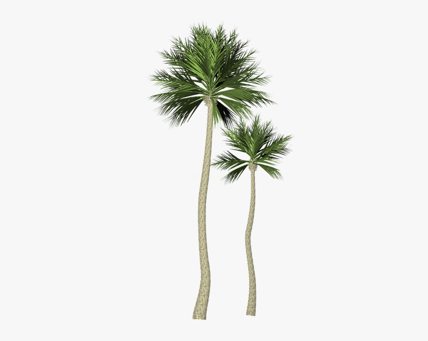 Árbol, Palma, Palmera - Palma Png, Transparent Png, Free Download