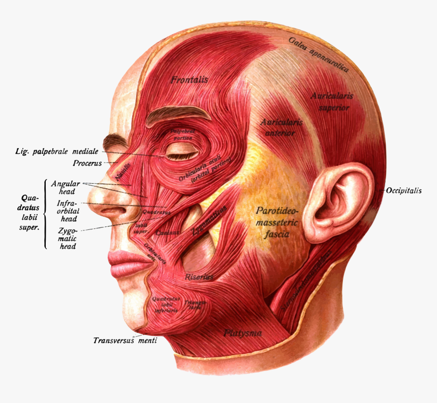 Sobotta"s Atlas And Text-book Of Human Anatomy 1909 - Superior Auricular Muscle, HD Png Download, Free Download