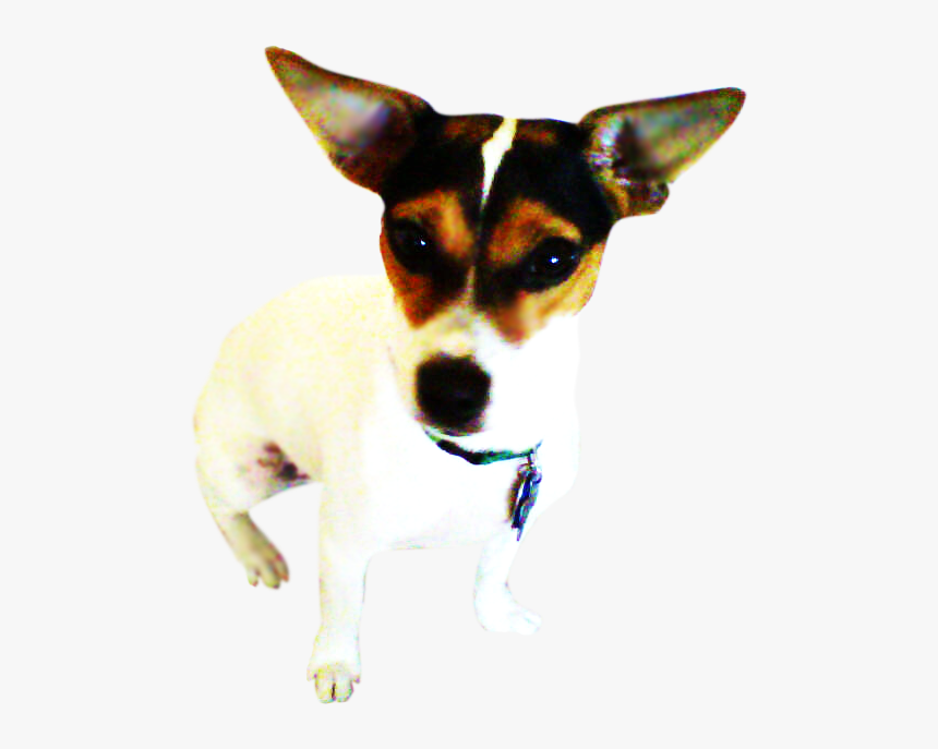 Toy Fox Terrier, HD Png Download, Free Download