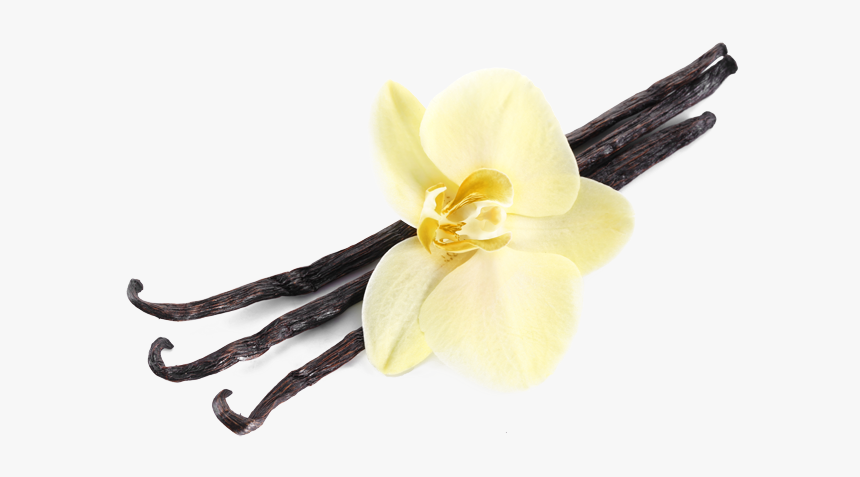 Vanilla Flavor Png, Transparent Png, Free Download