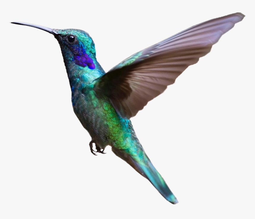 Colorful Hummingbird Flying Png Image - Flying Bird Transparent Background, Png Download, Free Download