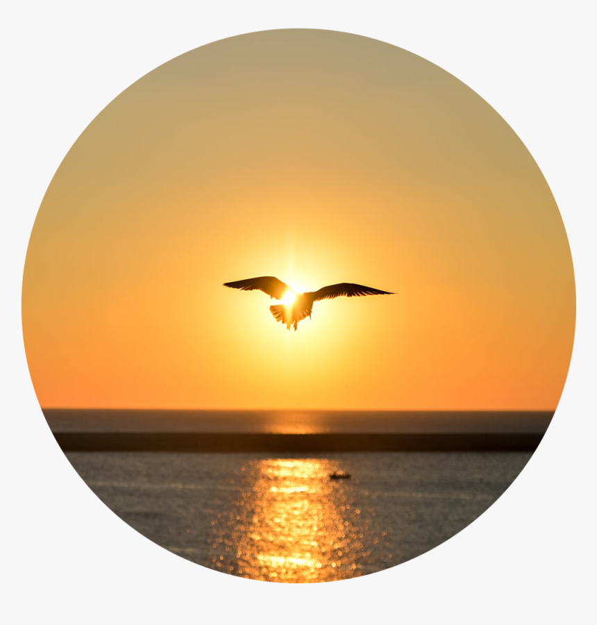 Sea Sunset Bird Flying, HD Png Download, Free Download