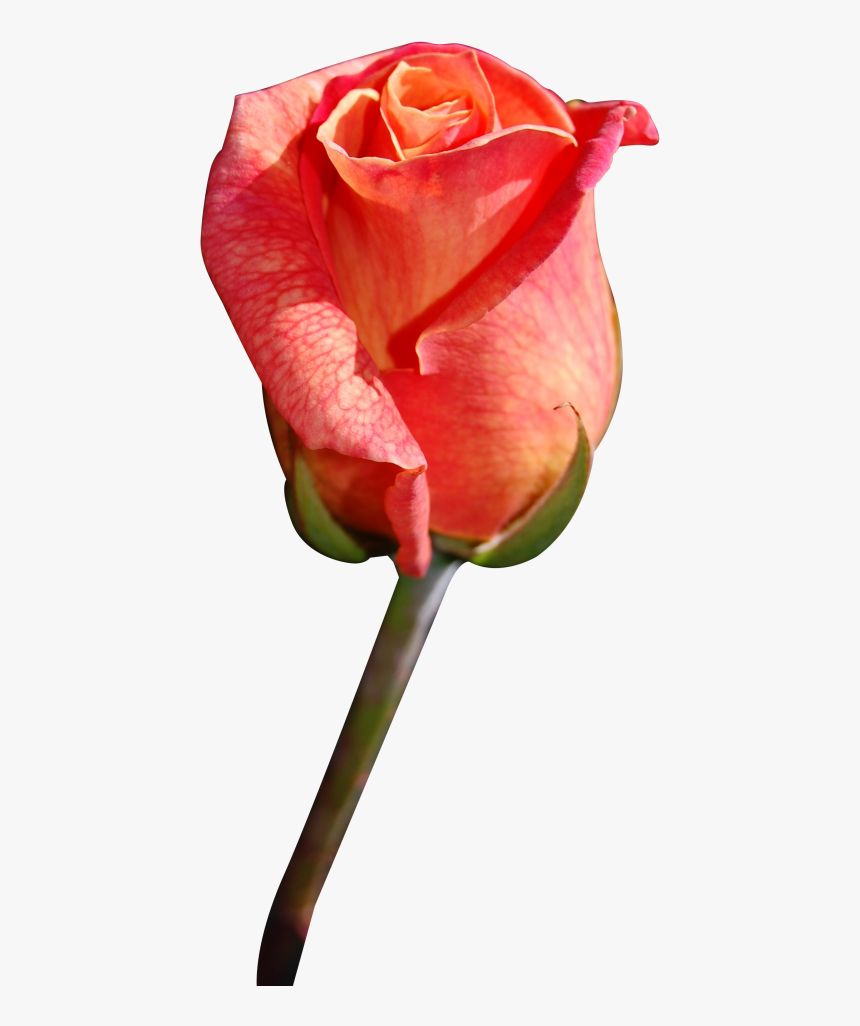 Close Png Transparent - Rose Before Bloom, Png Download, Free Download