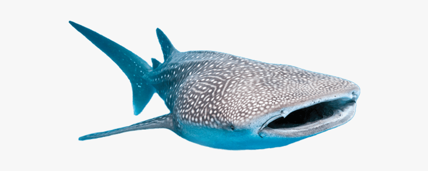 Whale Shark Transparent Background, HD Png Download, Free Download