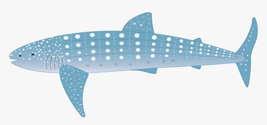 Transparent Whale Shark Png - Whale Shark Animated, Png Download, Free Download