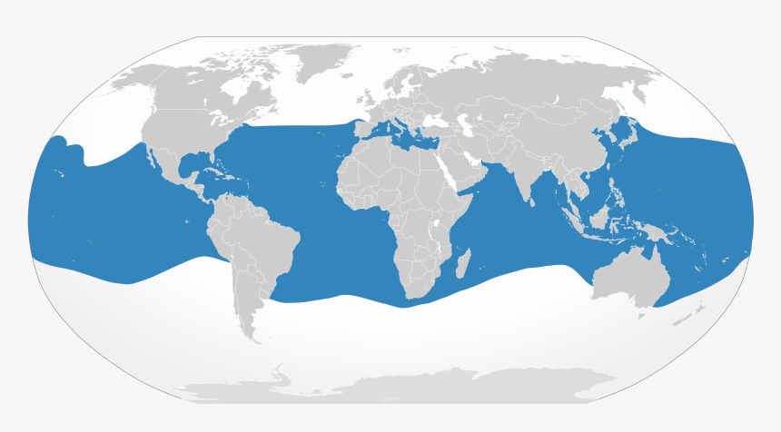 Bottlenose Dolphin Range, HD Png Download, Free Download