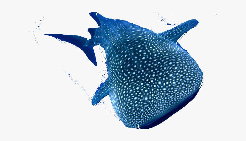 Whale Shark Png, Transparent Png, Free Download