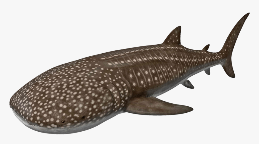 Whale Shark, HD Png Download, Free Download