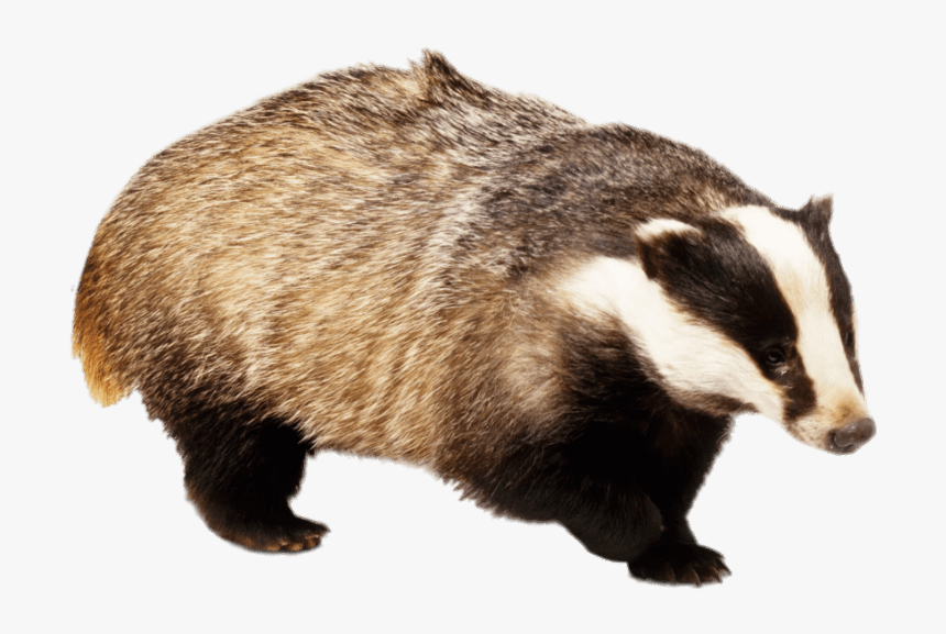 Badger With Front Paw Up - Badger For Kids, HD Png Download, Free Download
