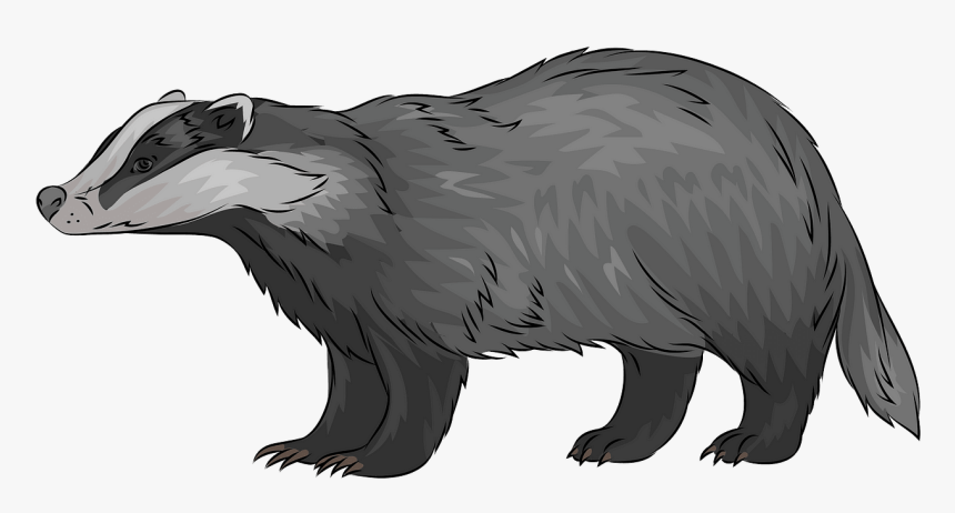 Badger, HD Png Download, Free Download