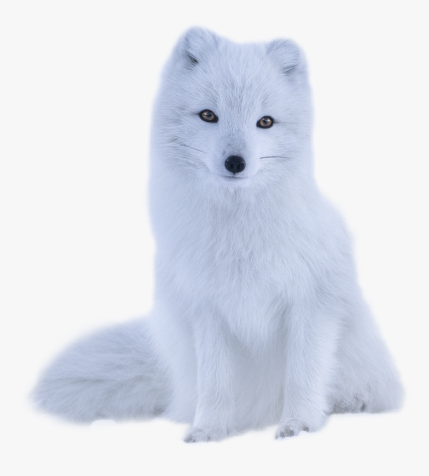 #polarfox #polar #white #fur #fluffy #animal #snowfox - Arctic Fox, HD Png Download, Free Download