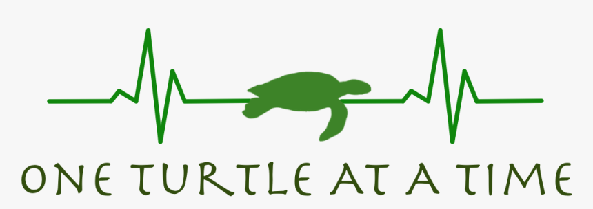 One Turtle At A Time - Green Sea Turtle, HD Png Download, Free Download