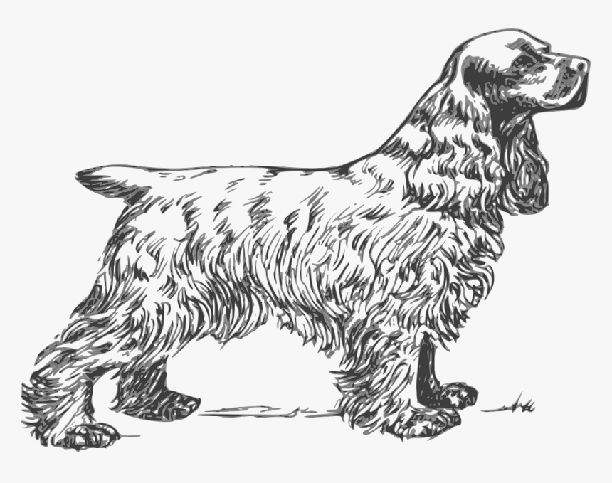 Cocker Spaniel Clipart Black And White, HD Png Download, Free Download