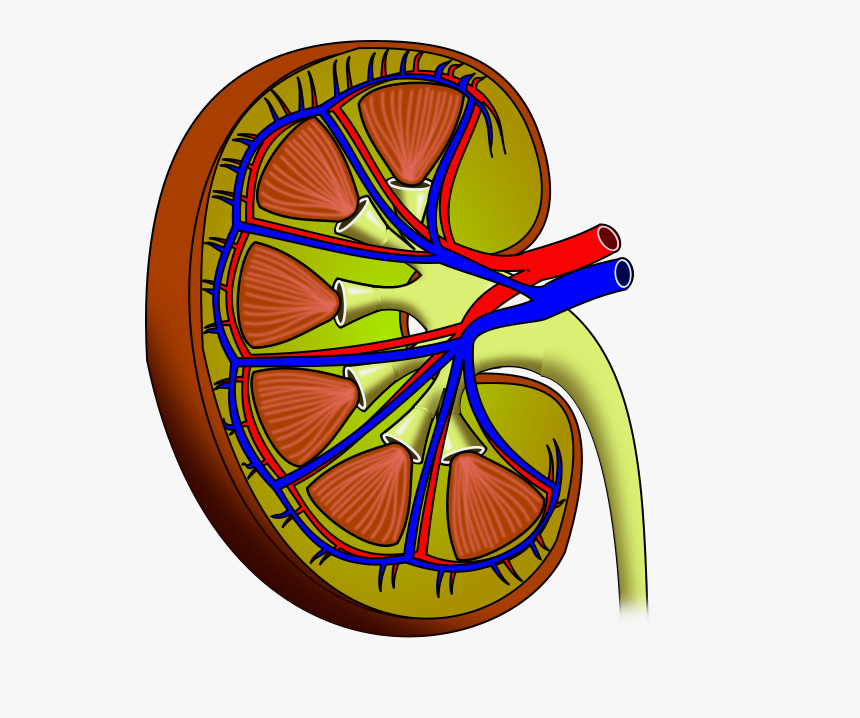 File - Kidney - Почки Пнг, HD Png Download, Free Download