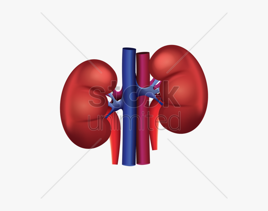 Kidney Png Clipart , Png Download - Human Kidney Vector Png, Transparent Png, Free Download