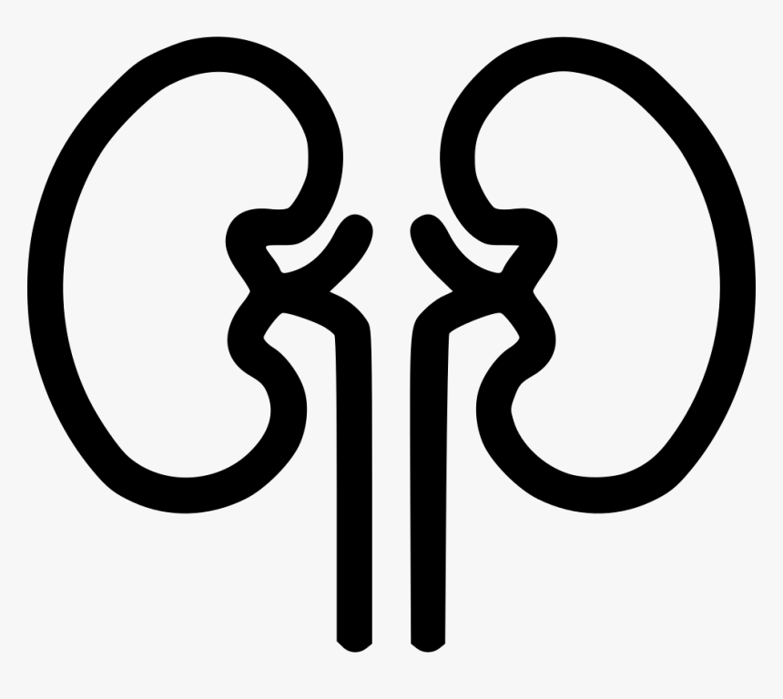 Kidney Organ Health Medical Health Renal Kidnies - Kidney Icon Png, Transparent Png, Free Download